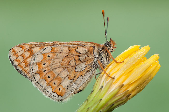 euphydryas aurinia ?